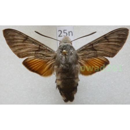 Macroglossum stellatarum (Linnaeus, 1758) Czech25n